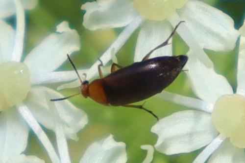 Anaspis sp.